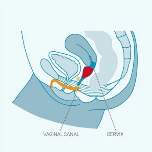 Fun Factory - Fun Cup Menstural Explore Kit - 2 Pack - PlayBlue